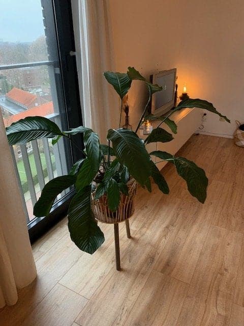 House Image 5
